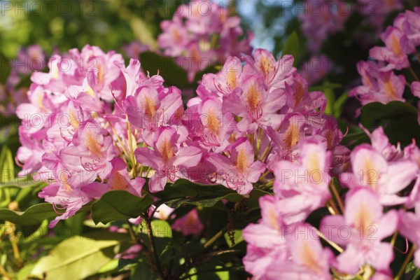 Rhododendron flowers (Rhododendron), North Rhine-Westphalia, Germany