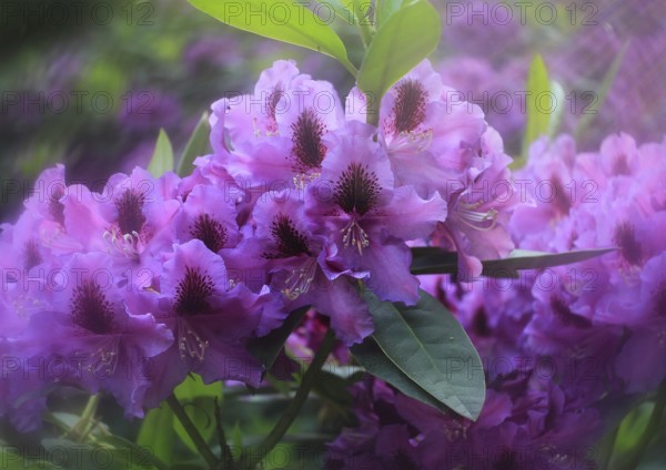 Rhododendron flowers (Rhododendron) with alienation North Rhine-Westphalia, Germany