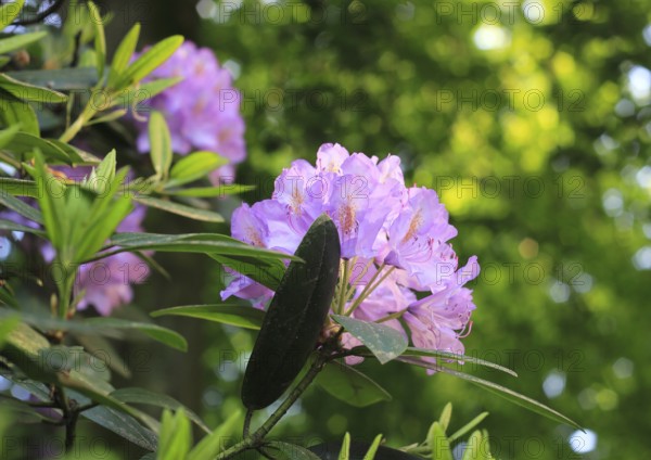 Rhododendron flowers (Rhododendron), with beautiful bokeh, North Rhine-Westphalia, Germany
