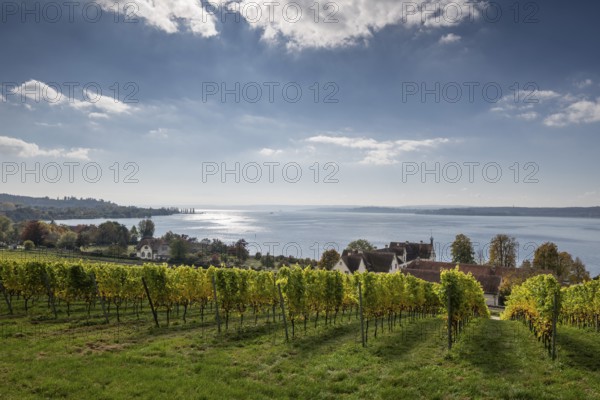 Vineyards in autumn, Uhldingen-Mühlhofen am Lake Constance, Baden-Württemberg, Germany