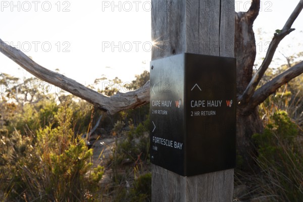Guide on the trail to the cliffs of Cape Raoul in Tasmania. Cape Hauy, Tasman Peninsula, Tasmania, Australia