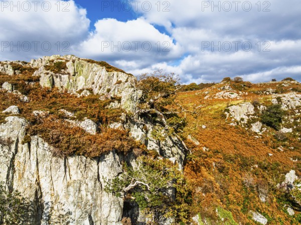 Autumn colours over Gwydir Forest Park from a drone, Afon Lledr, Road A470, Snowdonia, Eryri, Wales, England, United Kingdom
