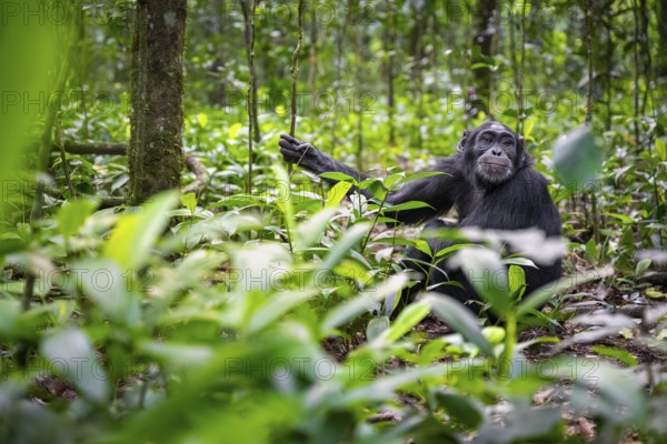 Chimpanzee (Pan Troglodytes) among green leaves, adult male among leaves in the jungle, Kibale National Park, Uganda