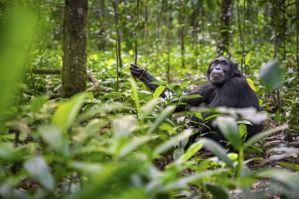Chimpanzee (Pan Troglodytes), adult male among leaves in the jungle, Kibale National Park, Uganda