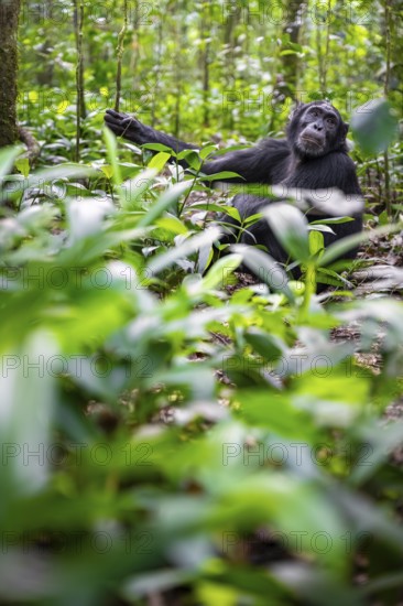 Chimpanzee (Pan Troglodytes) among green leaves, adult male among leaves in the jungle, Kibale National Park, Uganda