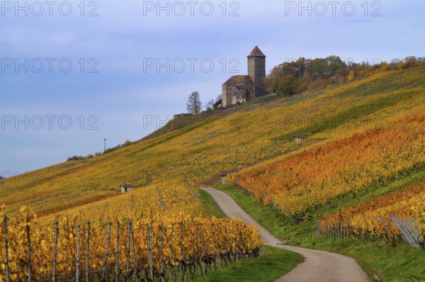 Trail through vineyards, Weinbergstraße, Lichtenberg Castle, Oberstenfeld, Bottwartal, Löwensteiner Mountains, vineyard, vines, viticulture, graphic, autumn colors, autumn, Baden-Württemberg, Germany