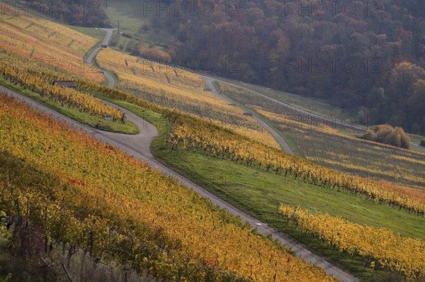 Vineyard, vines, grapevines, viticulture, graphic, Oberstenfeld, Bottwartal, Löwensteiner Mountains, autumn colors, autumn, Baden-Württemberg, Germany