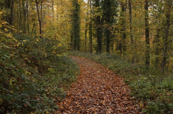 Autumn leaves on forest trail, Oberstenfeld, Bottwartal, Löwensteiner Mountains, autumn colors, autumn, atmospheric, Baden-Württemberg, Germany