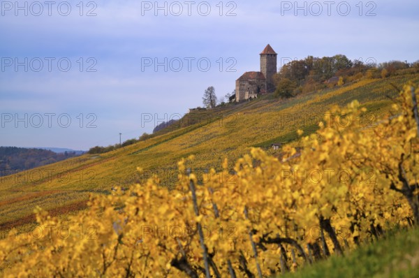 Lichtenberg Castle, Oberstenfeld, Bottwartal, Löwensteiner Mountains, vineyard, vines, viticulture, graphic, autumn colors, autumn, Baden-Württemberg, Germany