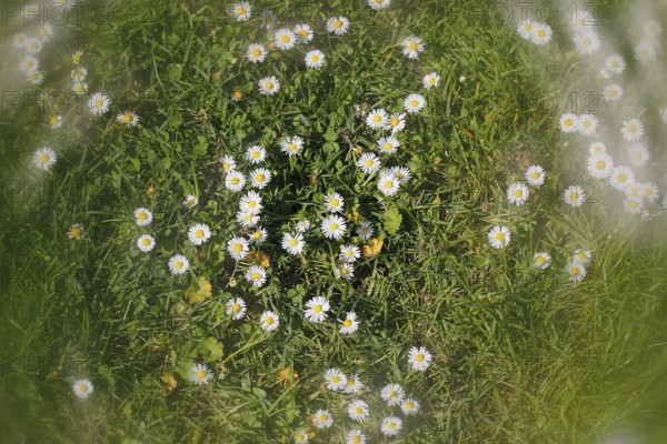 Daisy (Bellis perennis) seen from above in a meadow with alienation, North Rhine-Westphalia, Germany