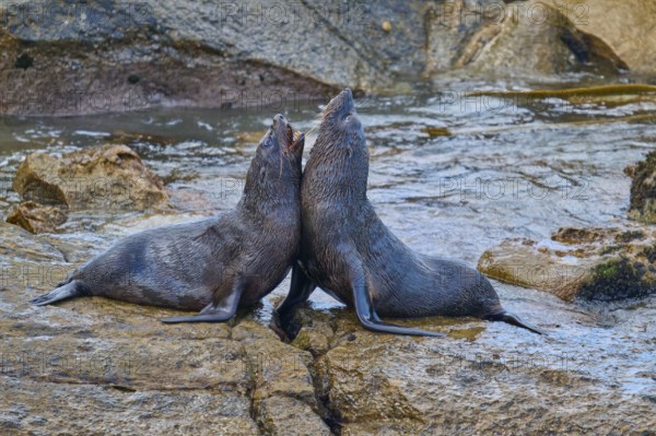 A pair of seals sitting back to back on a rock, New Zealand fur seal (Arctocephalus forsteri), Shag Point, Shag Point, Palmerston, Otago, South Island, New Zealand