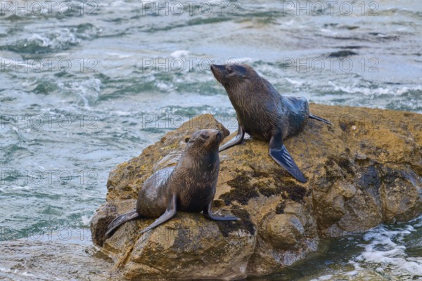 Seals on a rock surrounded by flowing water, New Zealand fur seal (Arctocephalus forsteri), Shag Point Lookout, Shag Point, Palmerston, Otago, South Island, New Zealand