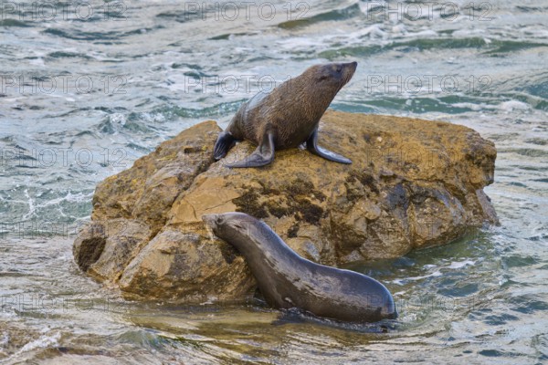 A seal sits on a rock, another in the water next to it, New Zealand fur seal (Arctocephalus forsteri), Shag Point, Palmerston, Otago, South Island, New Zealand