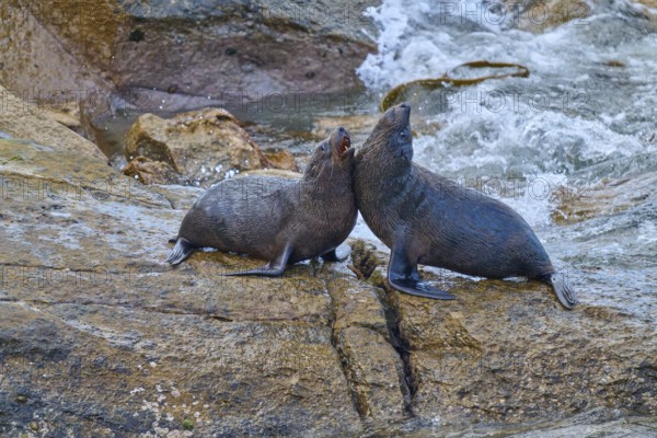 A pair of seals rest on a rock next to sparkling water, New Zealand fur seal (Arctocephalus forsteri), Shag Point Lookout, Shag Point, Palmerston, Otago, South Island, New Zealand