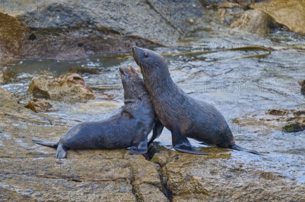 Two seals interact tenderly on a wet rock, New Zealand fur seal (Arctocephalus forsteri), Shag Point Lookout, Shag Point, Palmerston, Otago, South Island, New Zealand