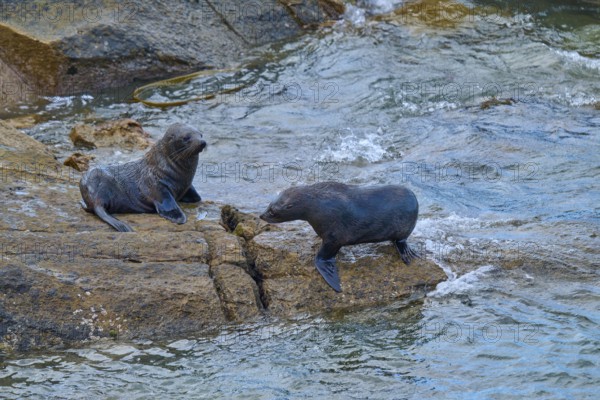 Two seals on a rock at the edge of a flowing body of water, New Zealand fur seal (Arctocephalus forsteri), Shag Point, Palmerston, Otago, South Island, New Zealand
