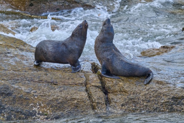 Two seals sitting on a rock next to a flowing stream, New Zealand fur seal (Arctocephalus forsteri), Shag Point, Shag Point, Palmerston, Otago, South Island, New Zealand