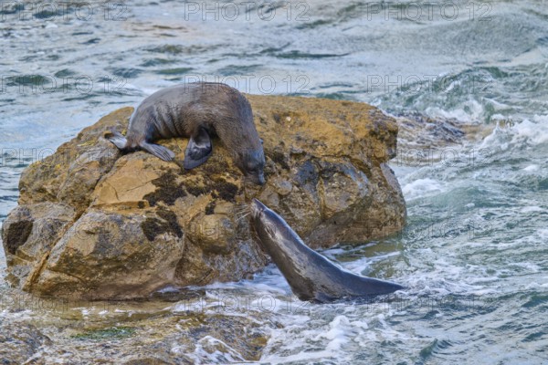 A seal in water approaches one on a rock, New Zealand fur seal (Arctocephalus forsteri), Shag Point Lookout, Shag Point, Palmerston, Otago, South Island, New Zealand
