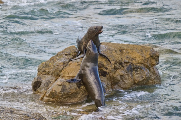 Two seals happily interact on a rock in water, New Zealand fur seal (Arctocephalus forsteri), Shag Point Lookout, Shag Point, Palmerston, Otago, South Island, New Zealand