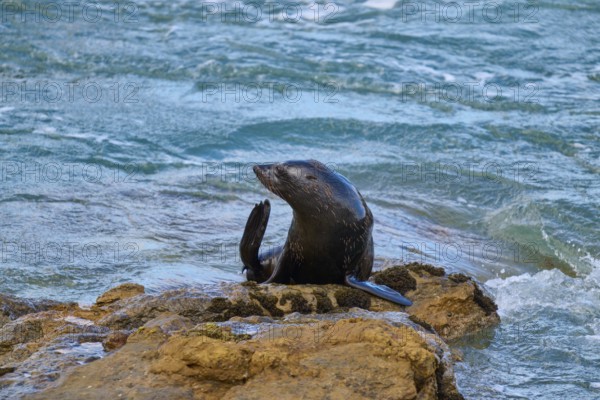 A seal poses on a rock in blue water, New Zealand fur seal (Arctocephalus forsteri), Shag Point Lookout, Shag Point, Palmerston, Otago, South Island, New Zealand