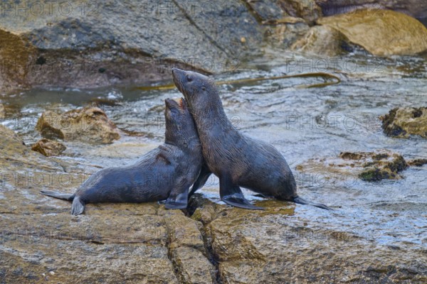Two seals communicate on a wet rock in nature, New Zealand fur seal (Arctocephalus forsteri), Shag Point Lookout, Shag Point, Palmerston, Otago, South Island, New Zealand