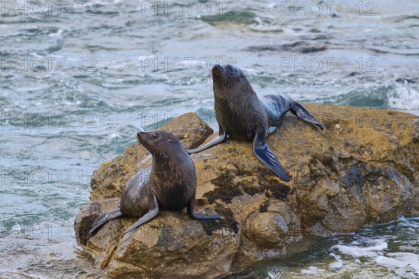 Two seals sitting on a rock at the edge of a flowing river, New Zealand fur seal (Arctocephalus forsteri), Shag Point, Palmerston, Otago, South Island, New Zealand