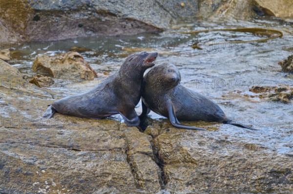A pair of seals tenderly lean together on a rock, New Zealand fur seal (Arctocephalus forsteri), Shag Point, Shag Point, Palmerston, Otago, South Island, New Zealand