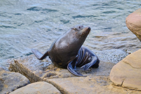 A seal relaxes on a rock by the water, New Zealand fur seal (Arctocephalus forsteri), Shag Point, Shag Point, Palmerston, Otago, South Island, New Zealand