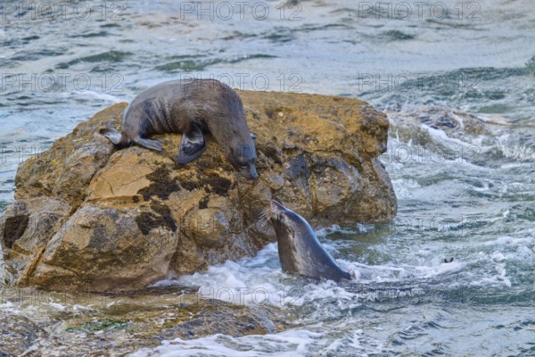 Two seals interact, one on a rock, one in water, New Zealand fur seal (Arctocephalus forsteri), Shag Point Lookout, Shag Point, Palmerston, Otago, South Island, New Zealand