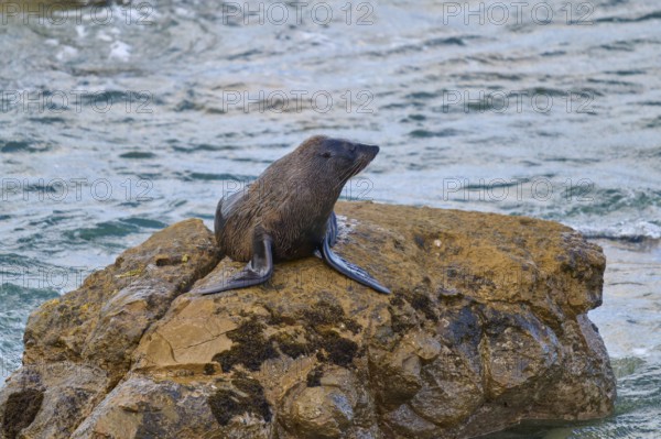 A seal rests on a brown rock in water surrounded by waves, New Zealand fur seal (Arctocephalus forsteri), Shag Point Lookout, Shag Point, Palmerston, Otago, South Island, New Zealand