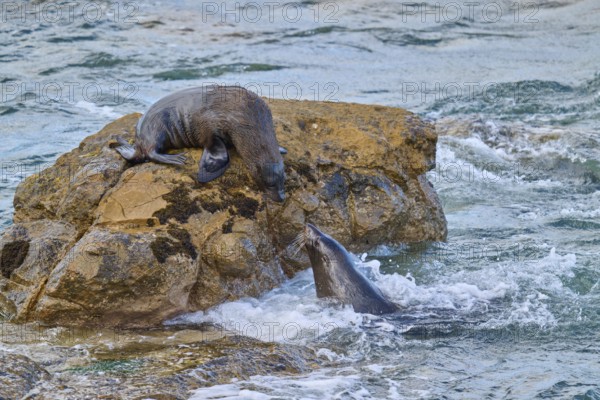 A seal on a rock observes another in water, New Zealand fur seal (Arctocephalus forsteri), Shag Point Lookout, Shag Point, Palmerston, Otago, South Island, New Zealand