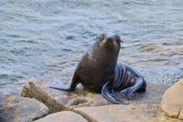 A seal sits quietly on a rock at the water's edge, New Zealand fur seal (Arctocephalus forsteri), Shag Point, Shag Point, Palmerston, Otago, South Island, New Zealand