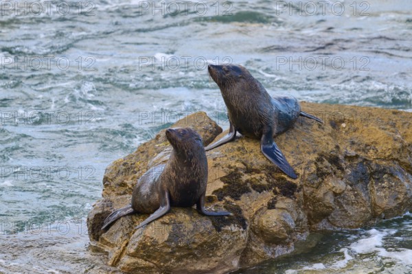Seals on a rocky outcrop next to a flowing stream, New Zealand fur seal (Arctocephalus forsteri), Shag Point, Shag Point, Palmerston, Otago, South Island, New Zealand