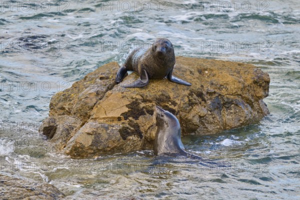 A seal on a rock bends towards one in water, New Zealand fur seal (Arctocephalus forsteri), Shag Point Lookout, Shag Point, Palmerston, Otago, South Island, New Zealand