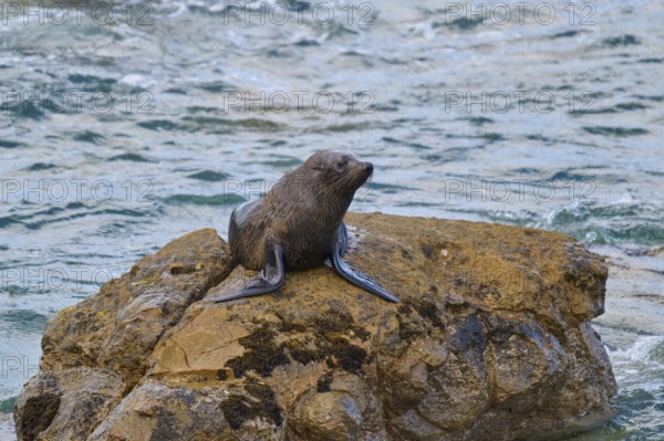 The seal is lying on a rock, the water splashes around it, New Zealand fur seal (Arctocephalus forsteri), Shag Point, Palmerston, Otago, South Island, New Zealand