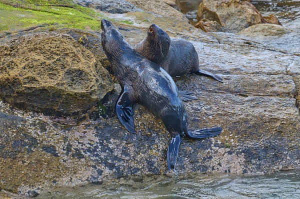 Two seals rest on a rock on the shore with water in the background, New Zealand fur seal (Arctocephalus forsteri), Shag Point, Palmerston, Otago, South Island, New Zealand
