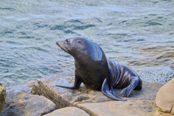 A single seal sits relaxing on a rock by the water, New Zealand fur seal (Arctocephalus forsteri), Shag Point Lookout, Shag Point, Palmerston, Otago, South Island, New Zealand