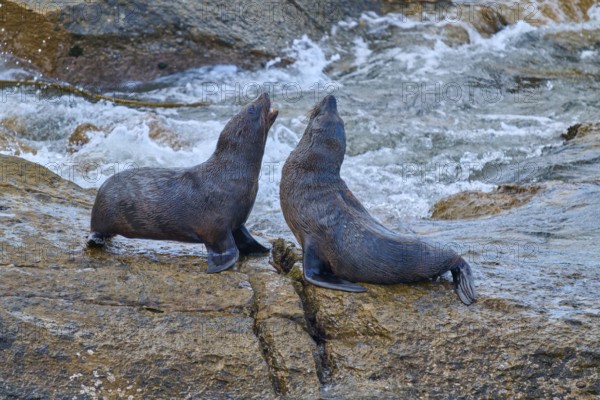 Two seals on a rocky shore in a flowing river, New Zealand fur seal (Arctocephalus forsteri), Shag Point Lookout, Shag Point, Palmerston, Otago, South Island, New Zealand