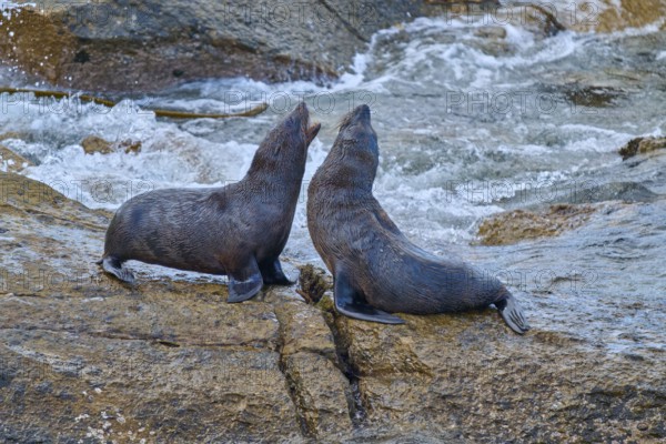 Two seals rest on a rock next to flowing water, New Zealand fur seal (Arctocephalus forsteri), Shag Point Lookout, Shag Point, Palmerston, Otago, South Island, New Zealand