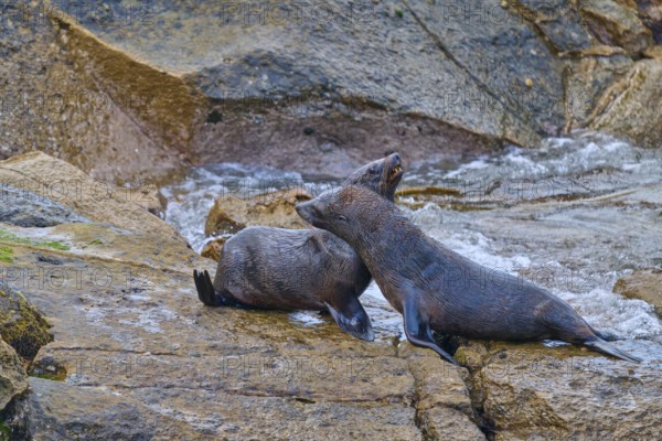 Two seals resting on a rock surrounded by water, New Zealand fur seal (Arctocephalus forsteri), Shag Point Lookout, Shag Point, Palmerston, Otago, South Island, New Zealand