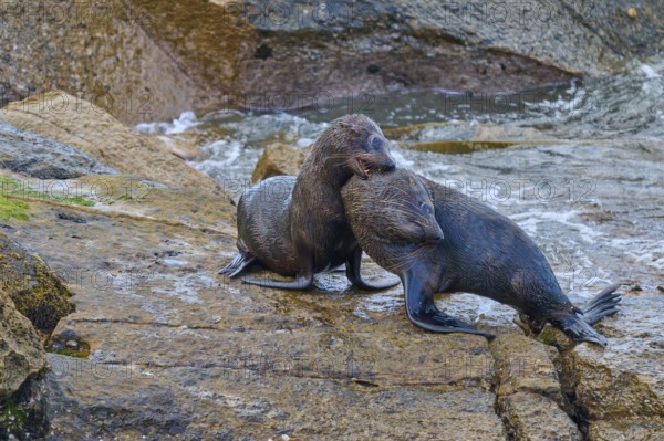 Two seals hug each other tenderly on a rocky ground, New Zealand fur seal (Arctocephalus forsteri), Shag Point, Palmerston, Otago, South Island, New Zealand