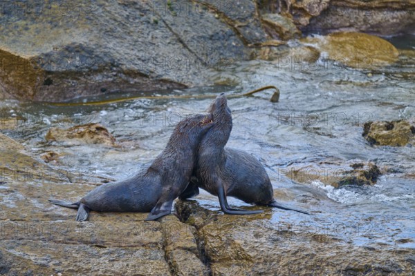 Two seals resting on a rock in a natural environment, New Zealand fur seal (Arctocephalus forsteri), Shag Point, Shag Point, Palmerston, Otago, South Island, New Zealand