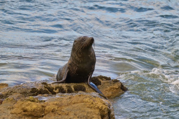 A seal sits quietly on a rock in water, New Zealand fur seal (Arctocephalus forsteri), Shag Point Lookout, Shag Point, Palmerston, Otago, South Island, New Zealand
