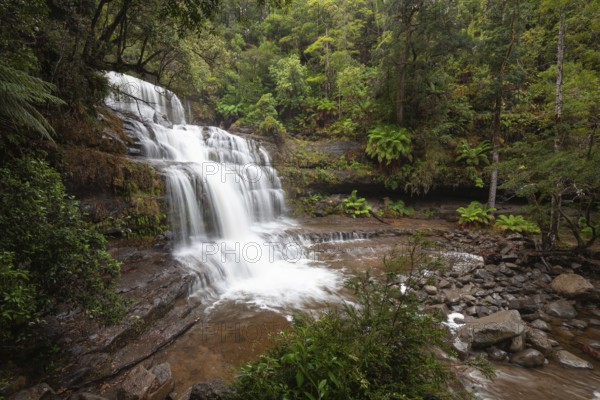 Liffey Falls with heavy water flow, ferns and moss-covered rocks in Liffey Falls State Reserve, Tasmania