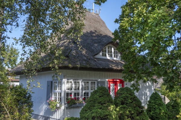 Residential house with thatched roof, Ahrenshoop, Darß, Mecklenburg-Western Pomerania, Germany