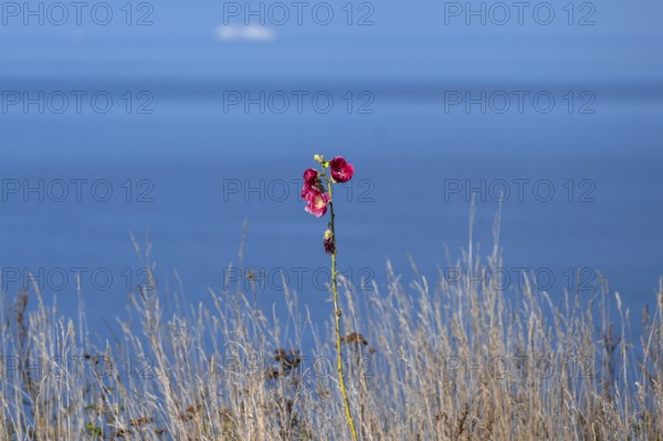 Red-blooming mallow (Malva) on the Baltic Sea, Ahrenshoop, Darß, Mecklenburg-Western Pomerania, Germany