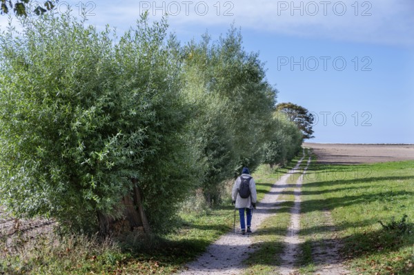 Weidenallee (Salix) with hiker, Darß, Mecklenburg-Western Pomerania, Germany