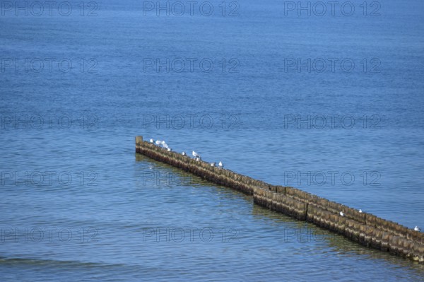 Silver gulls (Larus argentatus) sit on grooms in the Baltic Sea, Ahrenshoop. Darß, Mecklenburg-Western Pomerania, Germany