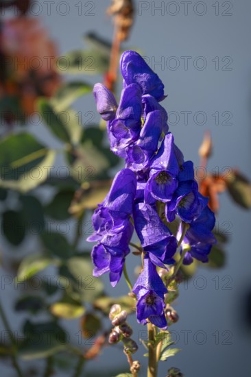 Blooming aconite (Aconite), Darß, Mecklenburg-Western Pomerania, Germany
