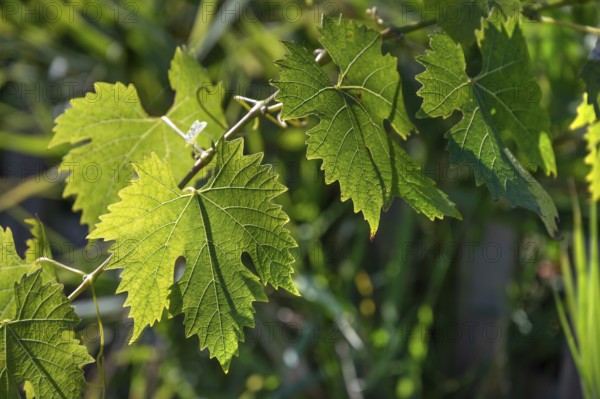 Grape leaves (Vitis vinifera var.) in backlight, Bavaria, Germany